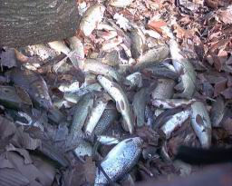 Inquinamento 24-02-05 007.jpg